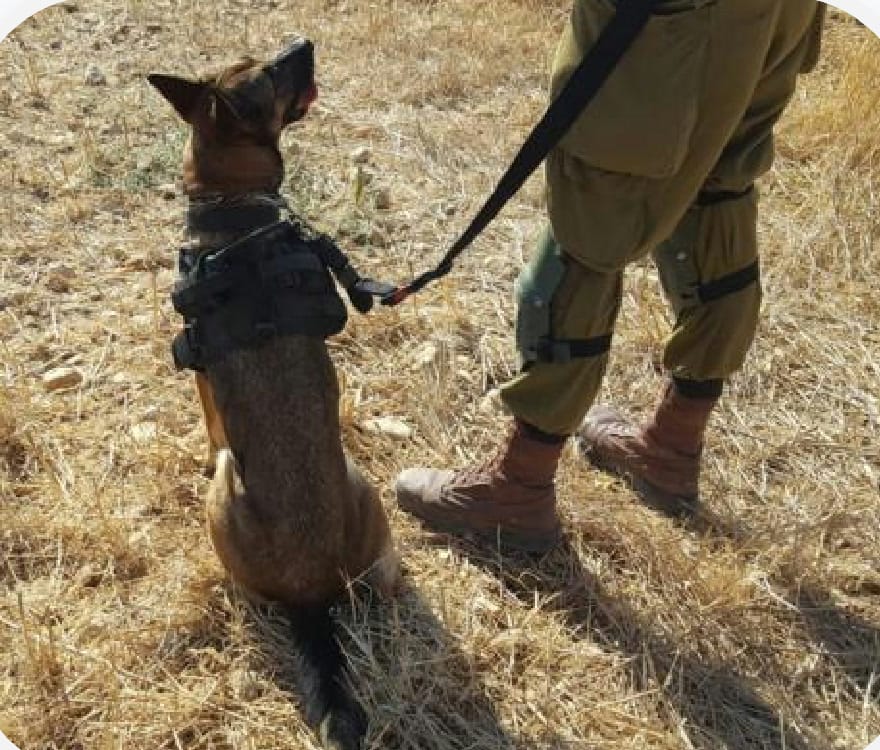 Un guía canino de uniforme con un malinois atado sobre hierba seca